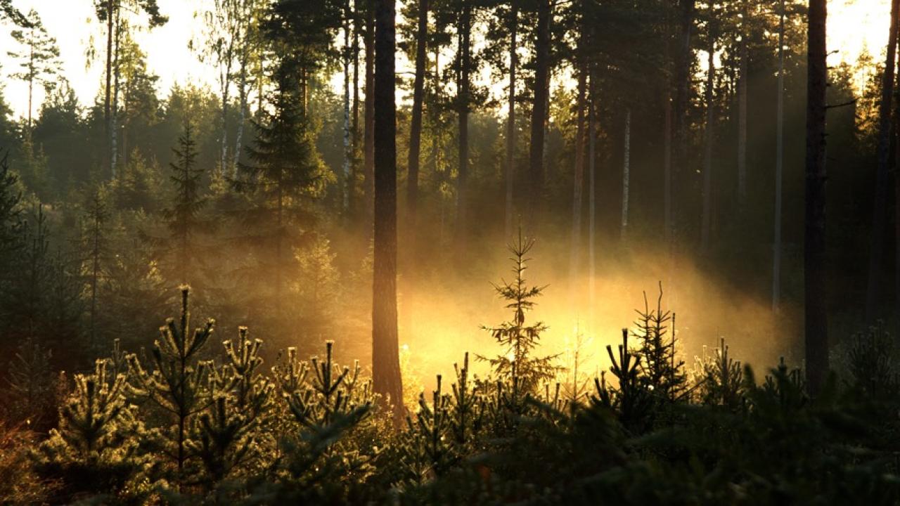 När massa framställs vid papperstillverkning bildas restprodukter som kan användas för att producera avancerade biodrivmedel. Arkivbild.