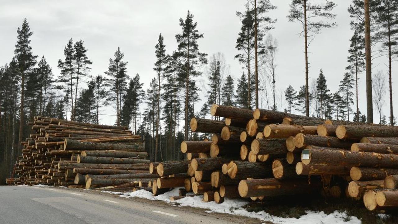 För Sverige och Finland är skogsbruk en viktig del av energi- och klimatpolitiken. Arkivbild.