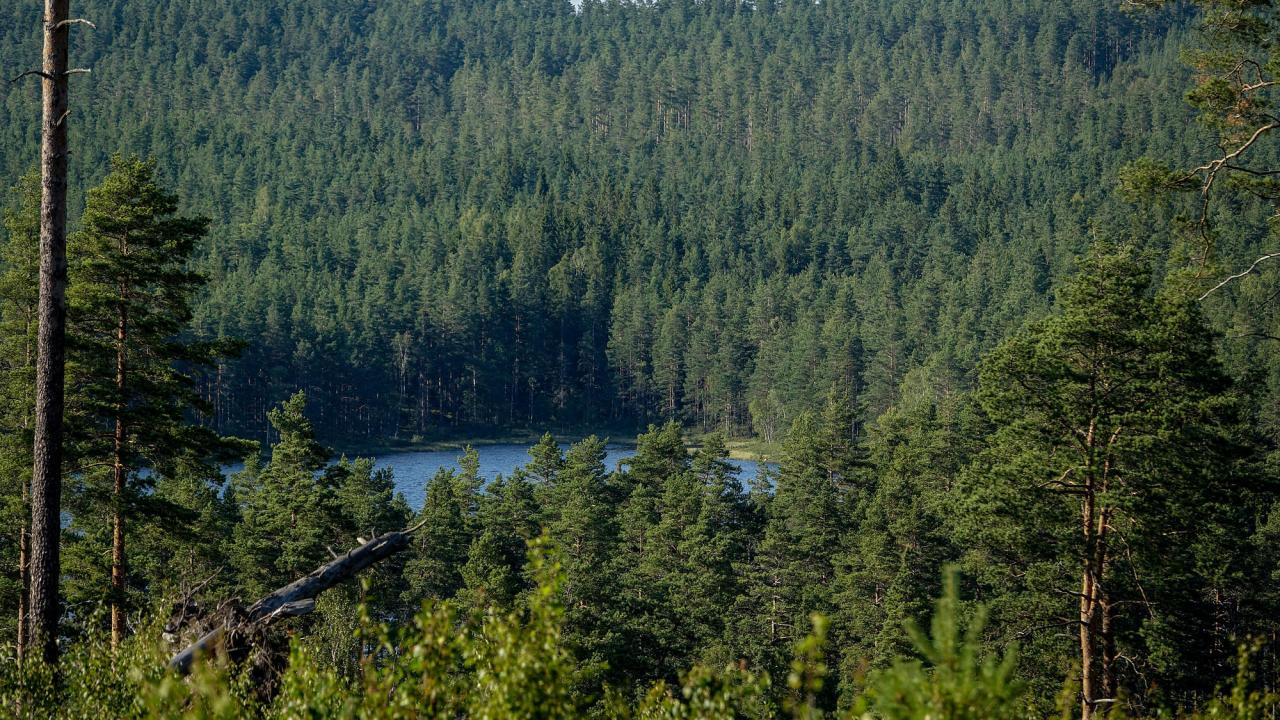 "Att ta hand om miljön är som att betala hyran. Gör man inte det har man till slut ingenstans att bo", säger Europaparlamentariker Pär Holmgren (MP). 