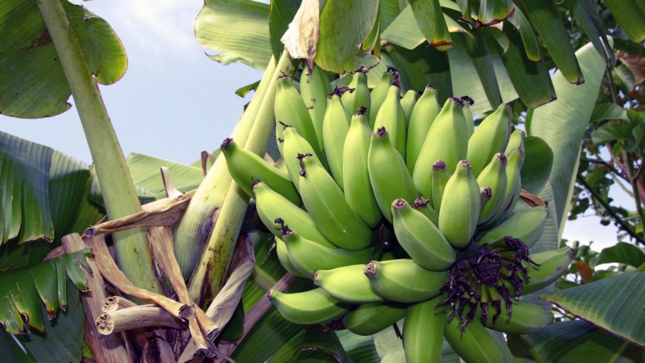 EU är världens största bananimportör och ska nu minska sina importtullar. Arkivbild.
