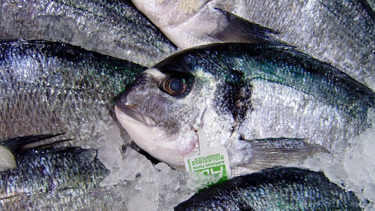 Fiskefrågan i EU betydligt mer komplicerad än vad Sjöstedt vill göra gällande, skriver Lars Tysklind (FP).