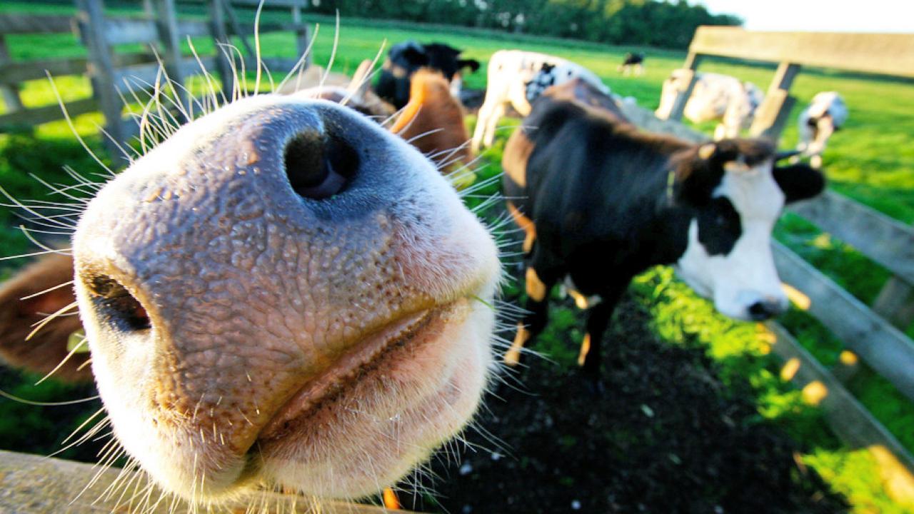 Tre fjärdedelar av allt kött i EU kommer från djur som inte bedövats vid slakten, enligt uppgifter från EU-kommissionen.