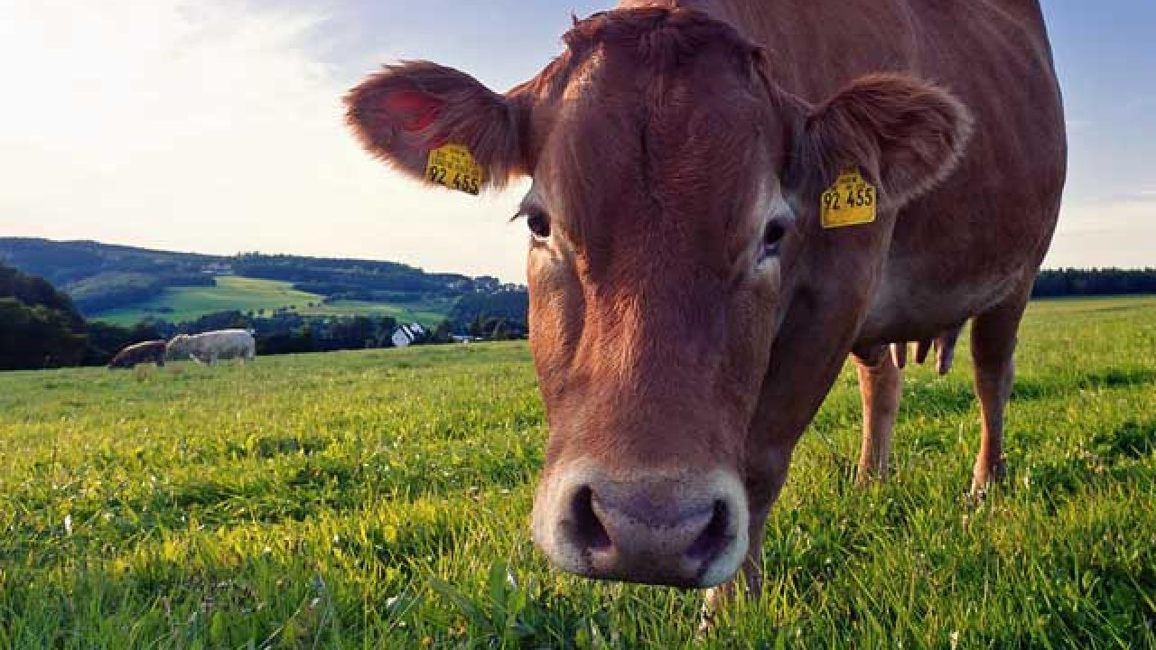 Vem som får ta del av EU:s jordbruksmiljarder blir allt svårare att få reda på, visar en ny undersökning.