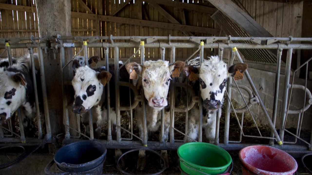 Illustrativ bild på kossor.