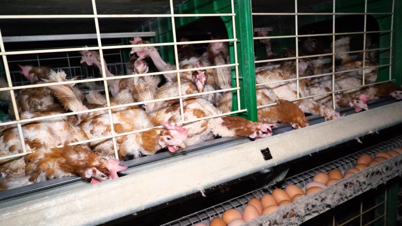 Omkring hälften av värphönsen i EU hölls i inredda burar 2019. Arkivbild.