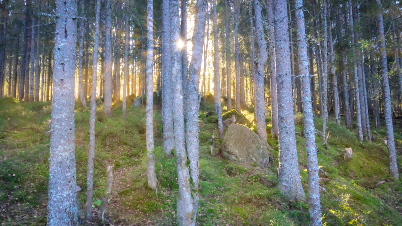 “Situationen för de beskogade områden som skyddas enligt naturvårsdirektiven är allvarlig, i och med att över hälften av bedömningarna visar på dålig bevarandestatus”, skriver EU-kommissionen om Sverige. 