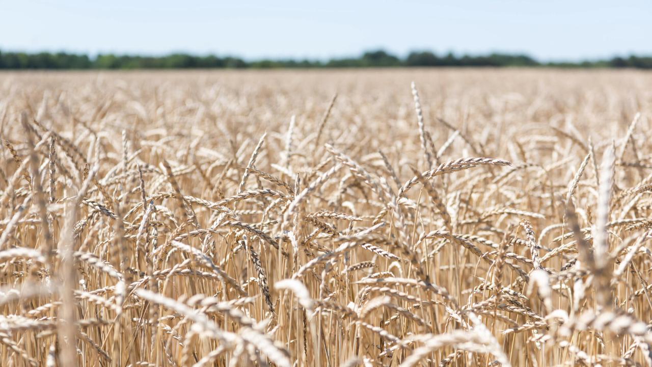 Turkiet och FN har drivit fram uppgörelsen med Ryssland som tillåter Ukraina att fortsätta exportera livsmedelsprodukter från sina egna hamnar.