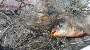 23 procent av all fisk som fiskas i EU-länderna kastas i dag tillbaka i havet. Arkivbild.