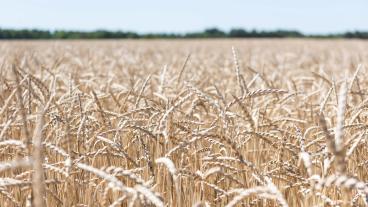 Turkiet och FN har drivit fram uppgörelsen med Ryssland som tillåter Ukraina att fortsätta exportera livsmedelsprodukter från sina egna hamnar.